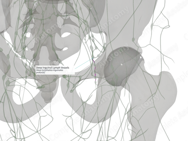 Deep Inguinal Lymph Vessels (Right)