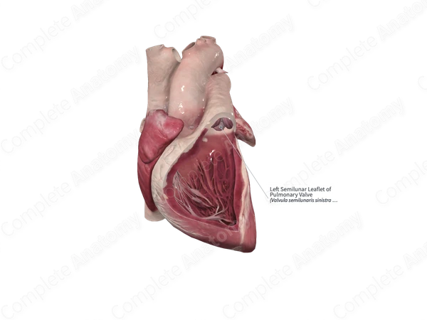 Left Semilunar Leaflet of Pulmonary Valve