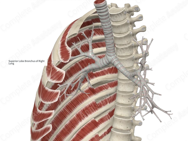Right Superior Lobar Bronchus