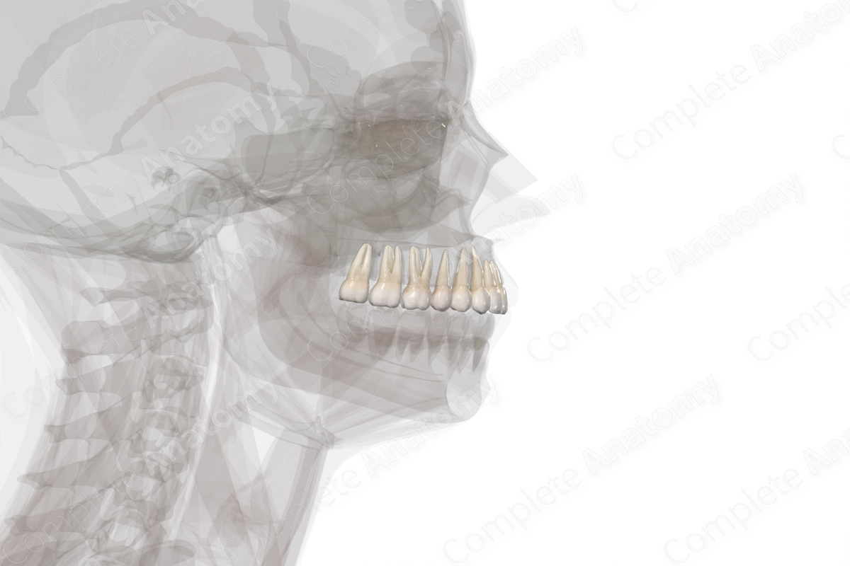Maxillary Dental Arch (Right Quadrant)