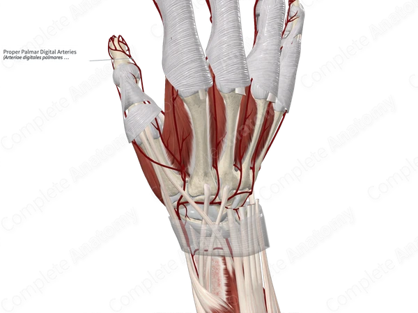 Proper Palmar Digital Arteries 