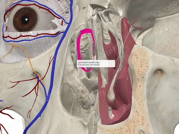 Lacrimal Canaliculus