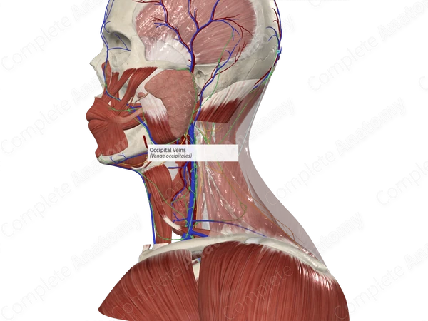 Occipital Veins