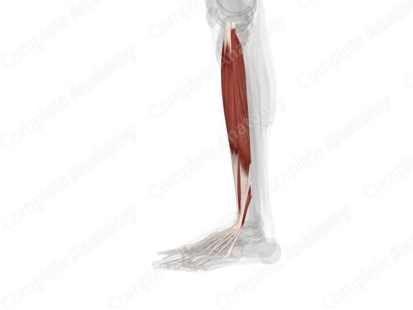 Anterior Compartment of Leg (Left)