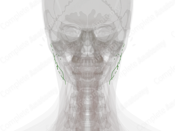 Parotid Lymph Vessels
