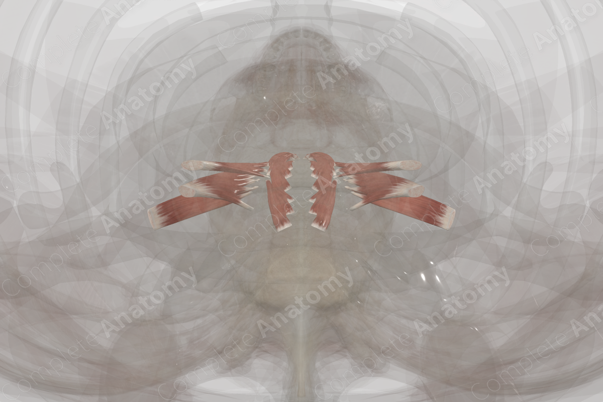 Anterior & Lateral Vertebral Muscles