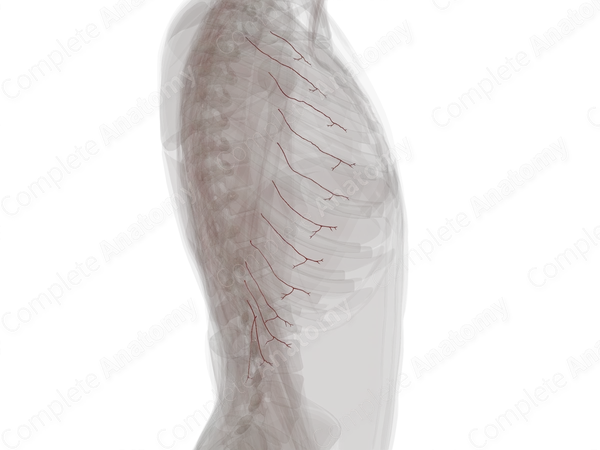 Lateral Cutaneous Branches of Posterior Intercostal Arteries (Left)