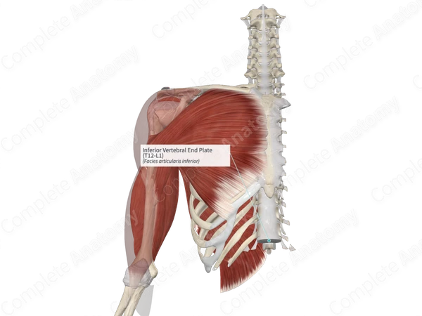 Inferior Vertebral End Plate (T12-L1)