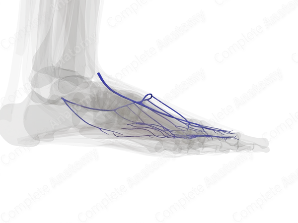 Superficial Veins of Ankle and Foot (Left)