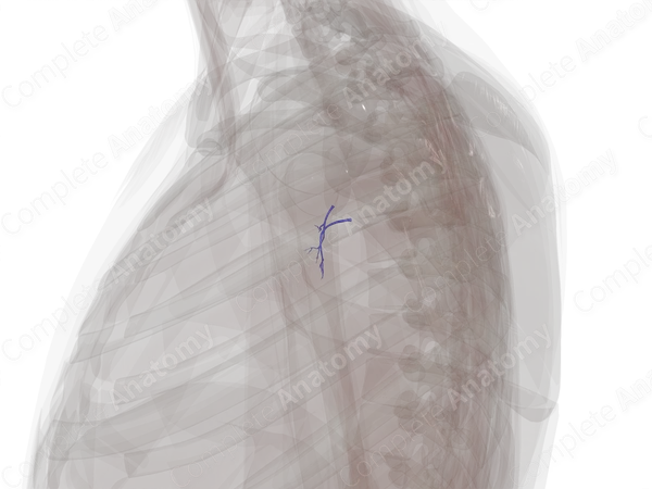 Veins of Respiratory System