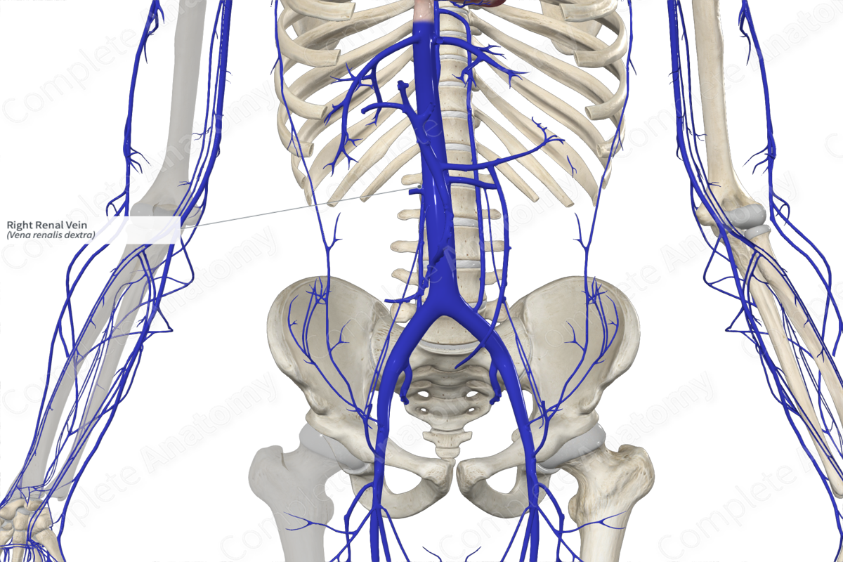 Right Renal Vein