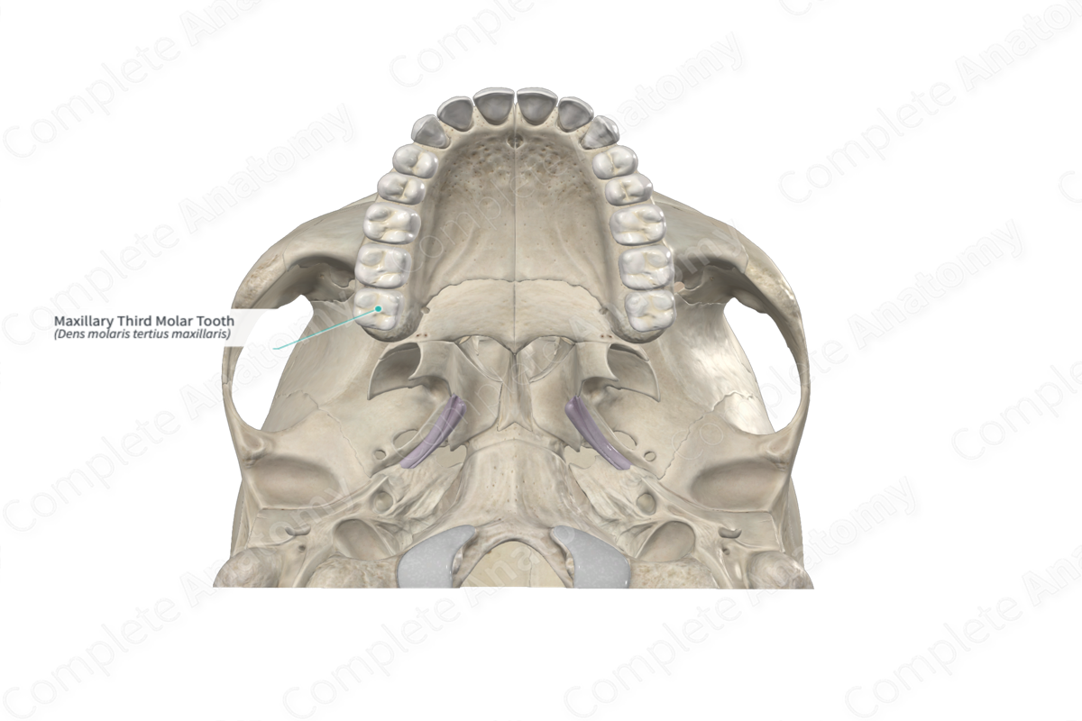 Maxillary Third Molar Tooth | Complete Anatomy