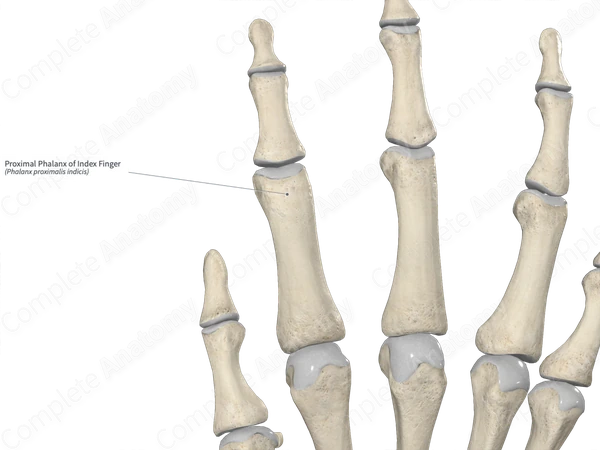 Proximal Phalanx of Index Finger