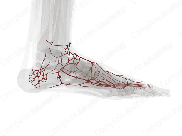 Arteries of Ankle & Foot (Left)
