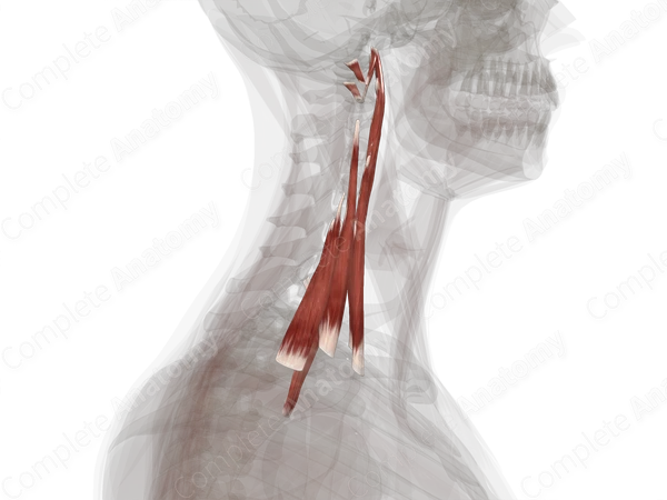 Anterior & Lateral Vertebral Muscles