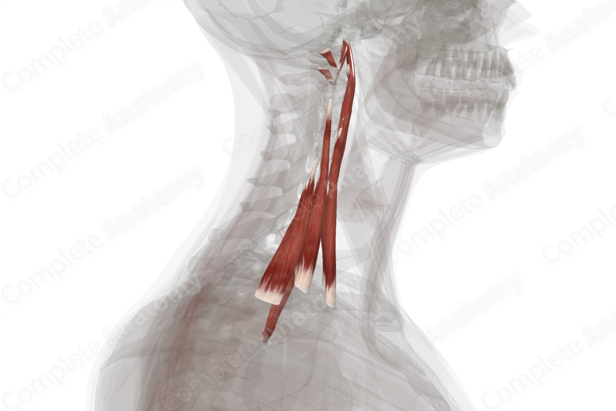 Anterior & Lateral Vertebral Muscles