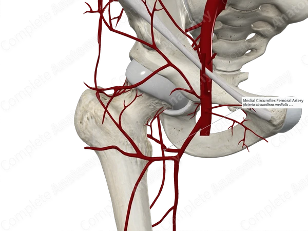Medial Circumflex Femoral Artery 