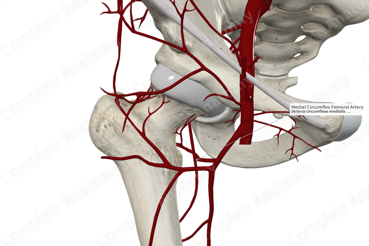 Medial Circumflex Femoral Artery 