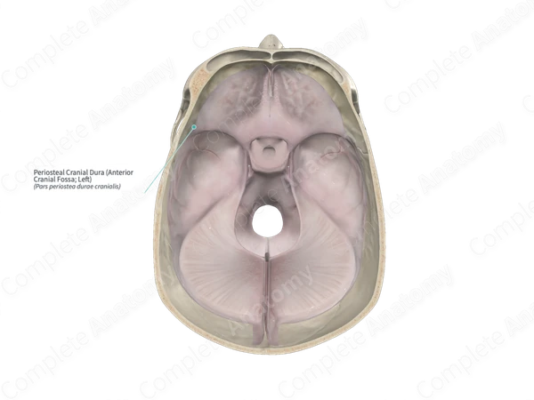 Periosteal Cranial Dura (Anterior Cranial Fossa; Left)