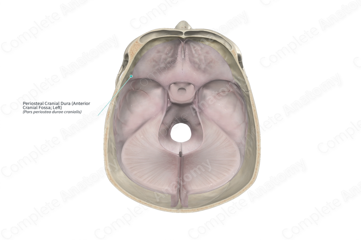 Periosteal Cranial Dura (Anterior Cranial Fossa; Left)