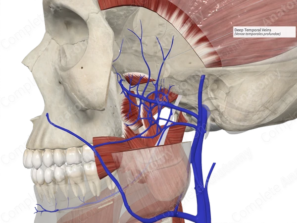 Deep Temporal Veins