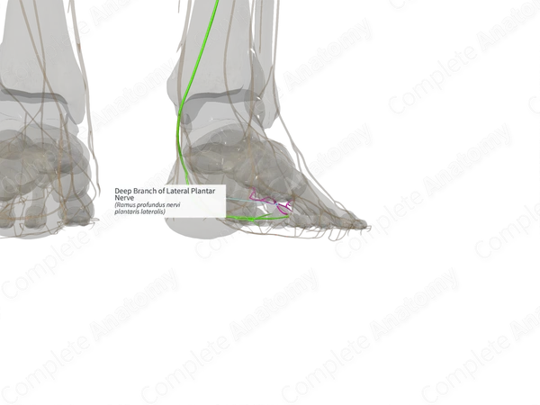 Deep Branch of Lateral Plantar Nerve (Left)