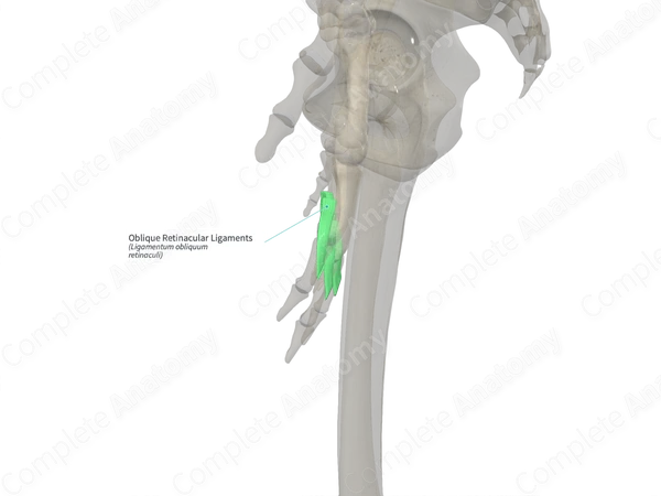 Oblique Retinacular Ligaments (Left)