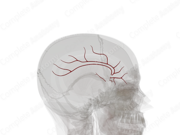 Branches of Anterior Cerebral Artery (Left)