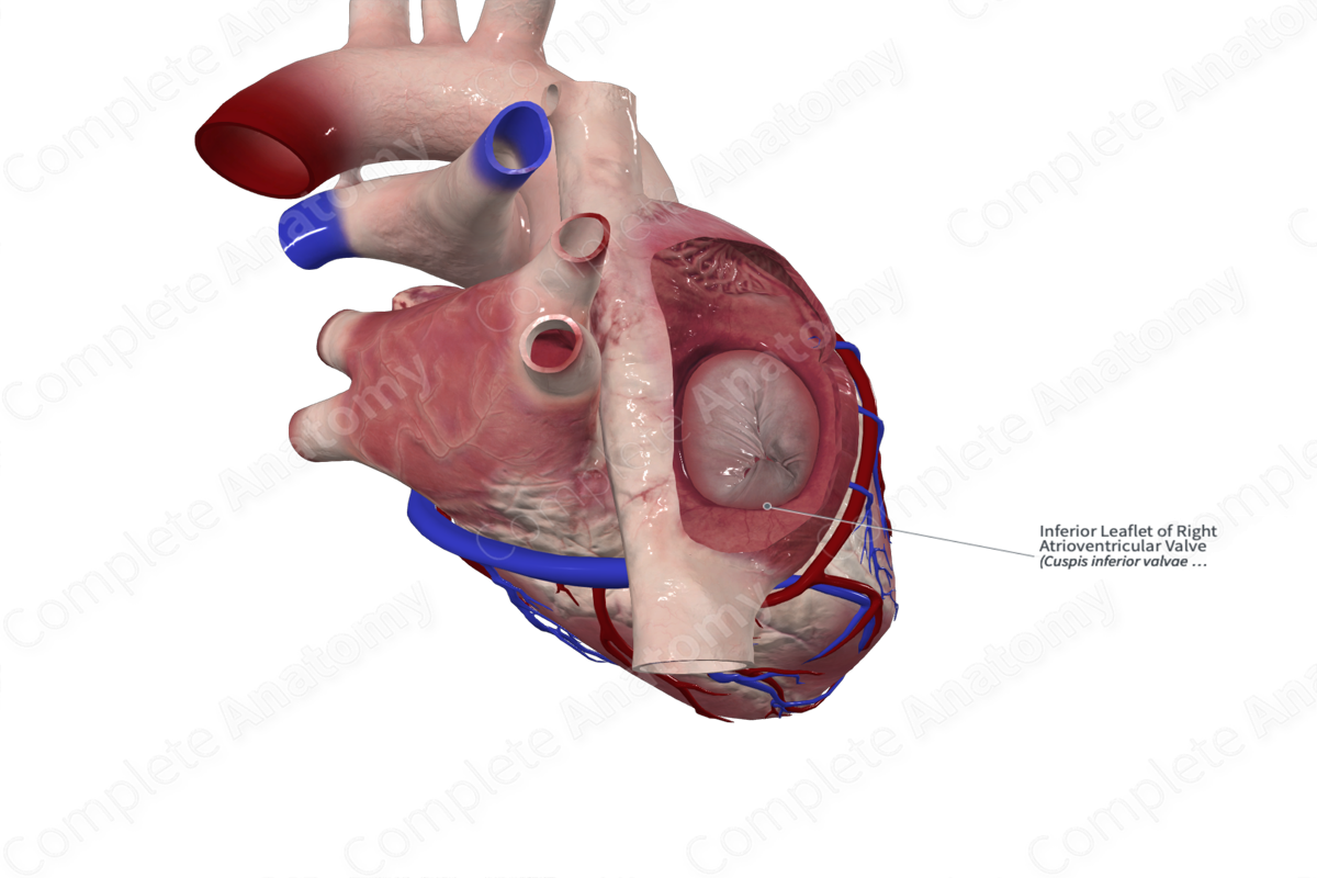 Inferior Leaflet of Right Atrioventricular Valve