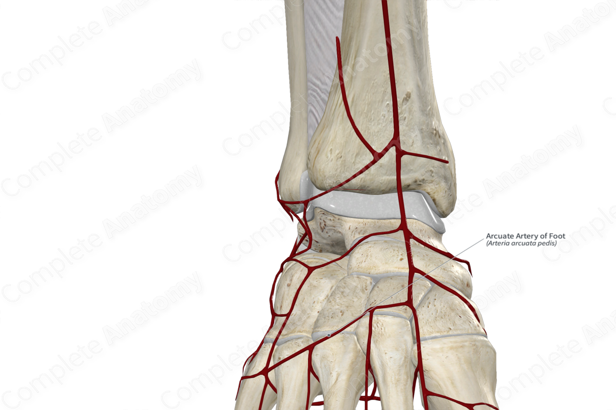 Arcuate Artery of Foot 