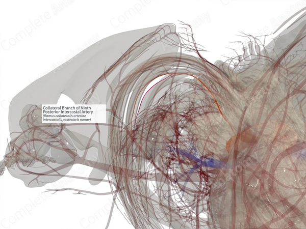 Collateral Branch of Ninth Posterior Intercostal Artery (Left)