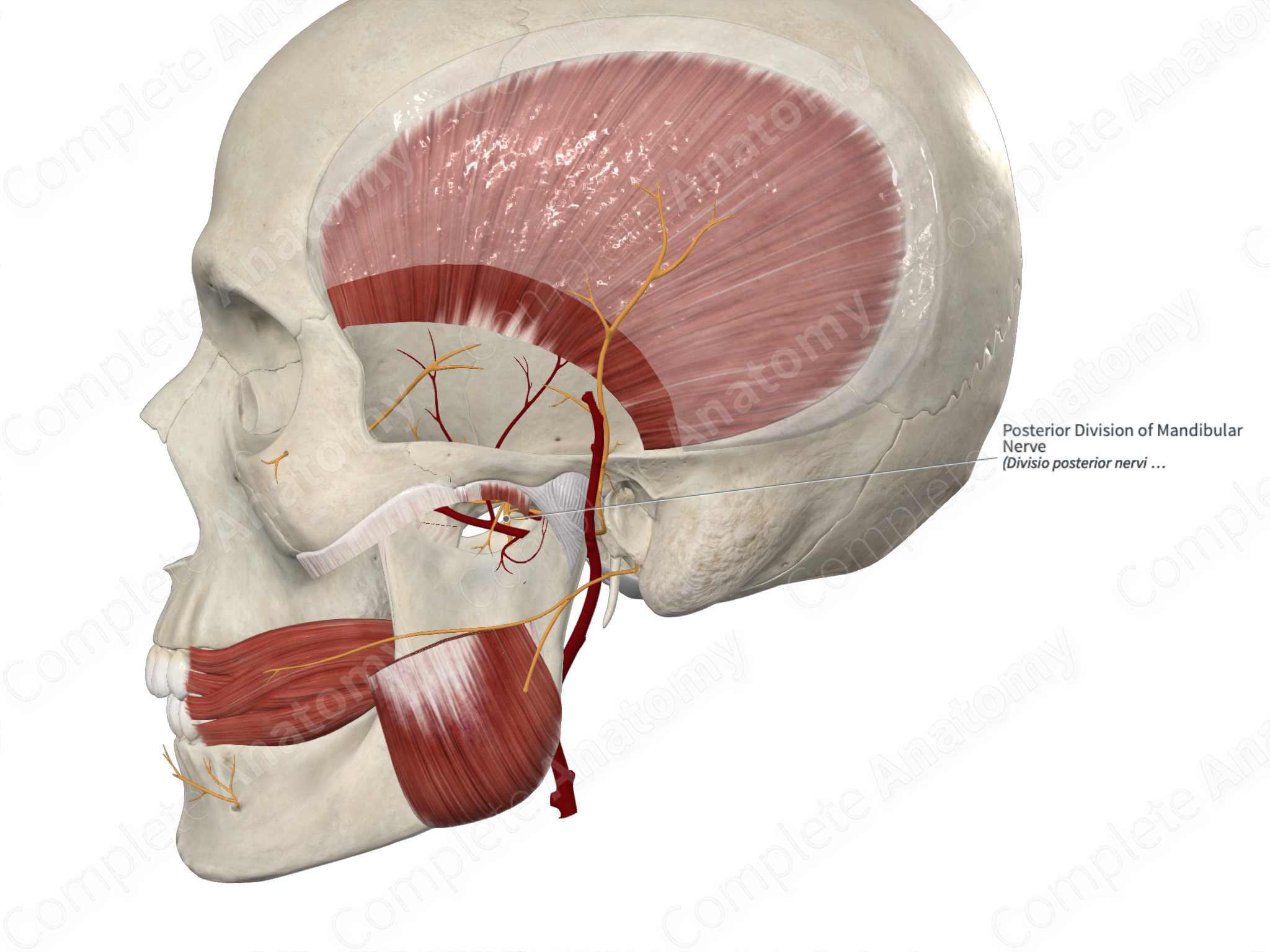 a) Anatomic overview of the posterior division of the mandibular nerve