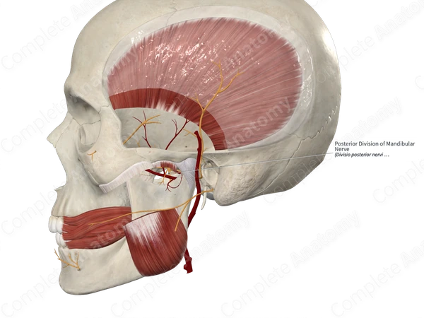 Posterior Division of Mandibular Nerve 