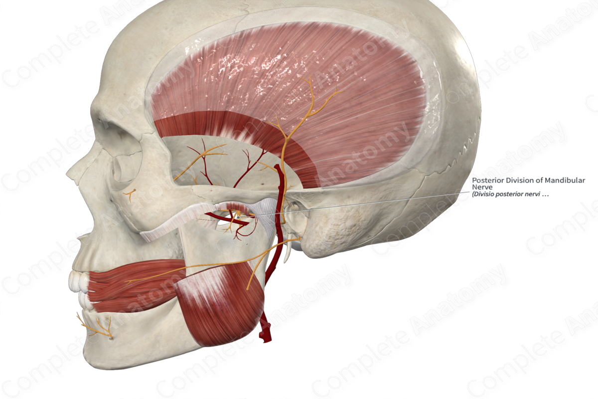 Posterior Division of Mandibular Nerve 
