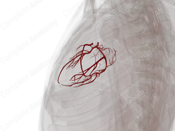 Arteries of Heart