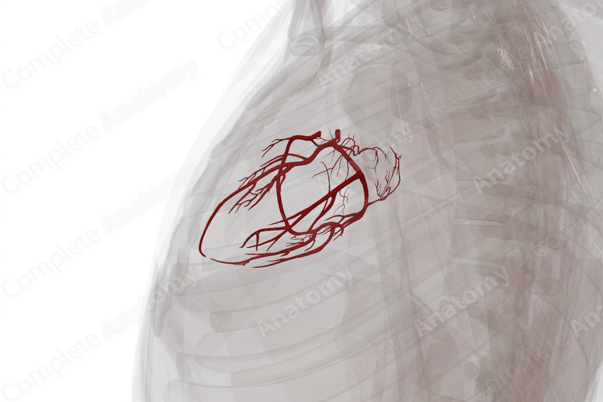 Arteries of Heart