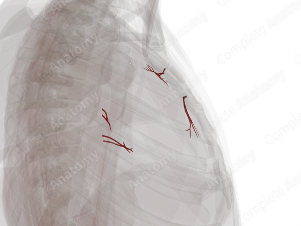 Arteries of Mediastinum