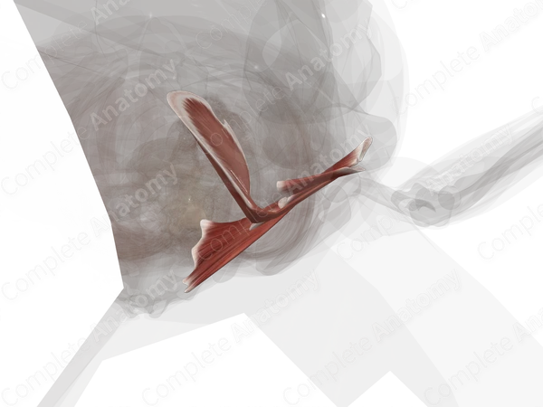Deep Gluteal Muscles (Left)