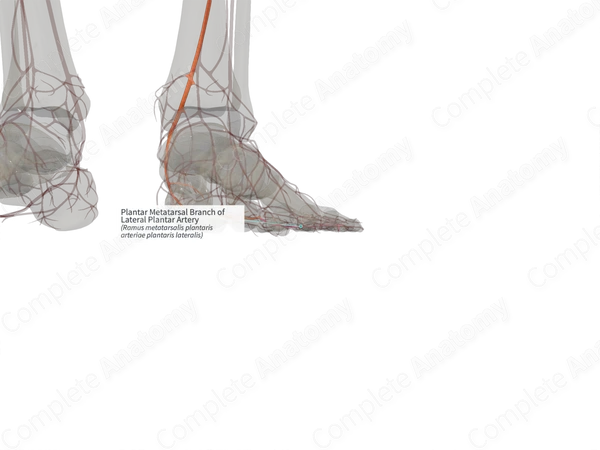 Plantar Metatarsal Branch of Lateral Plantar Artery (Right)