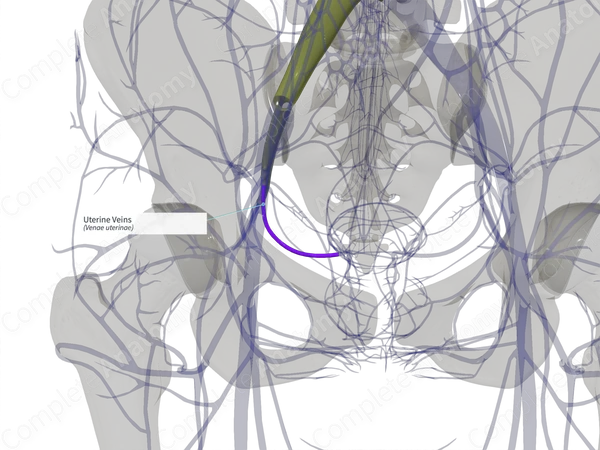 Uterine Veins (Left)