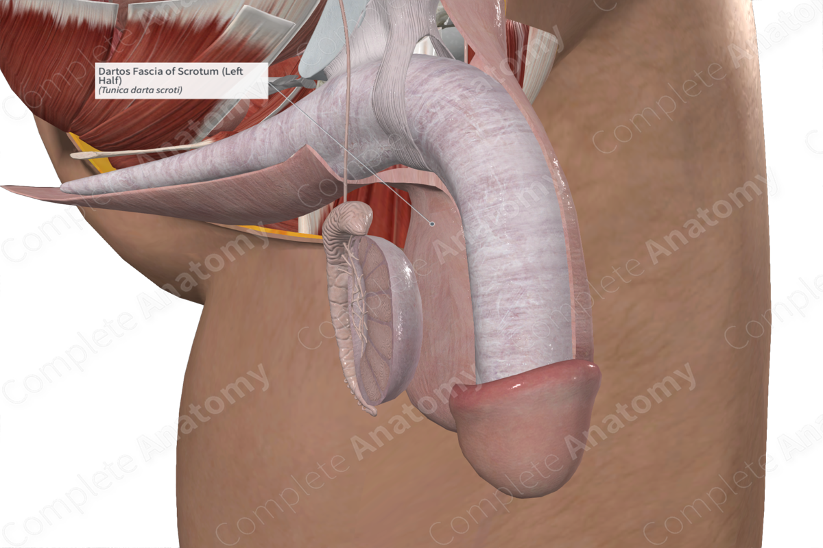 Dartos Fascia of Scrotum (Left Half)