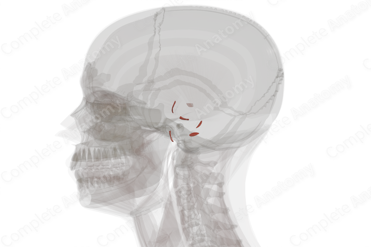 Intrinsic Auricular Muscles (Left)