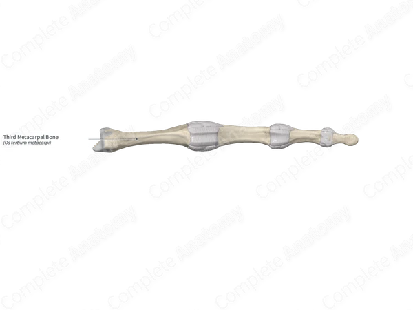 Third Metacarpal Bone 