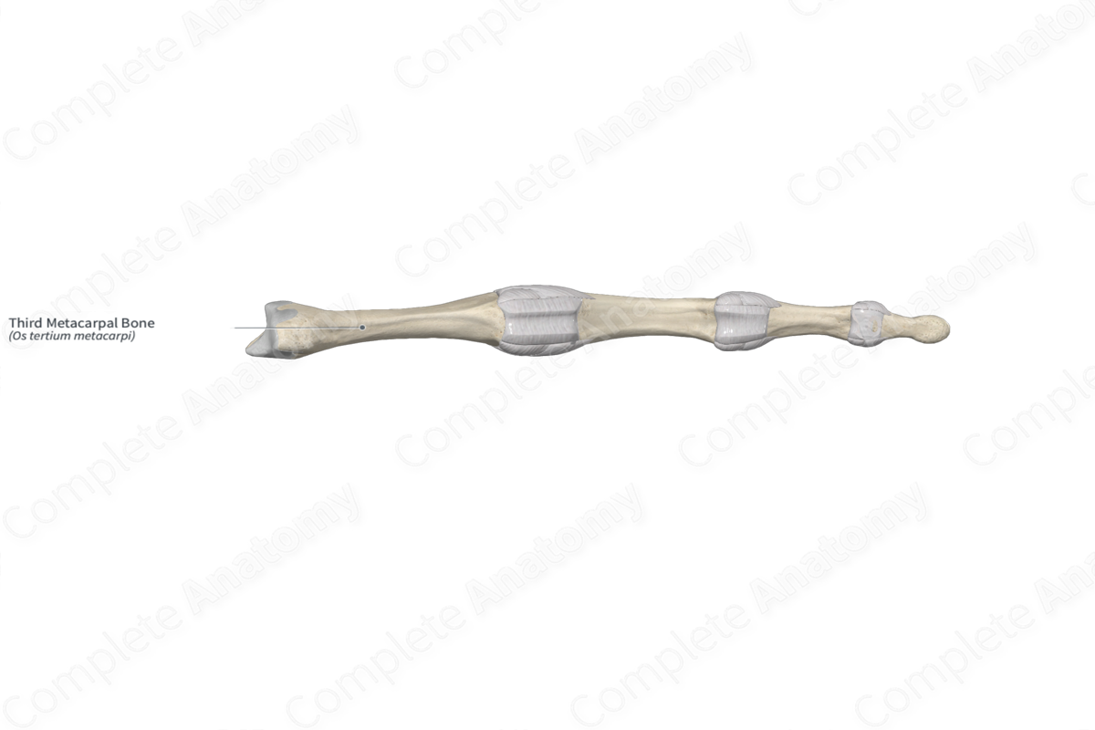 Third Metacarpal Bone 