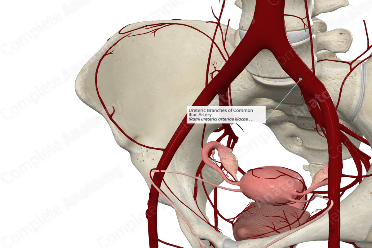 Ureteric Branches of Common Iliac Artery 