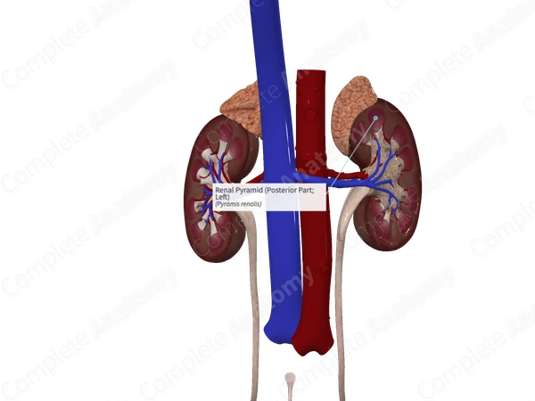 Renal Pyramid (Posterior Part; Left)