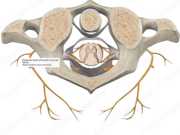 Posterior Root of Fourth Cervical Nerve