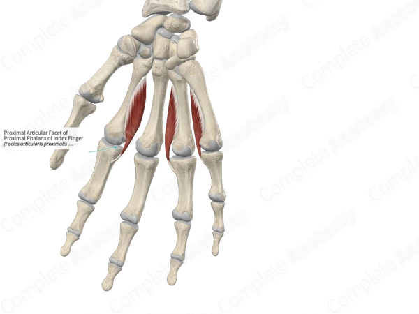Proximal Articular Facet of Proximal Phalanx of Index Finger 
