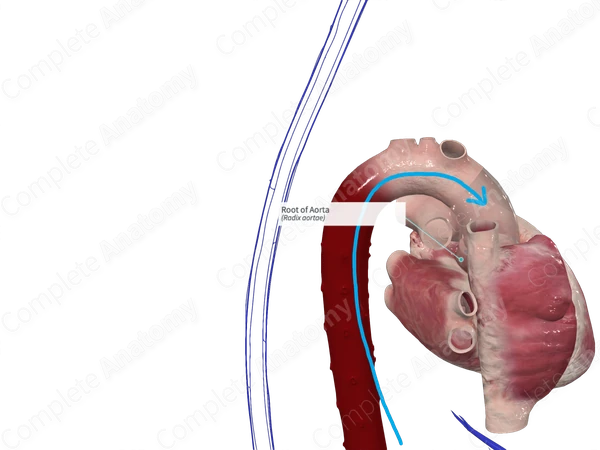 Root of Aorta