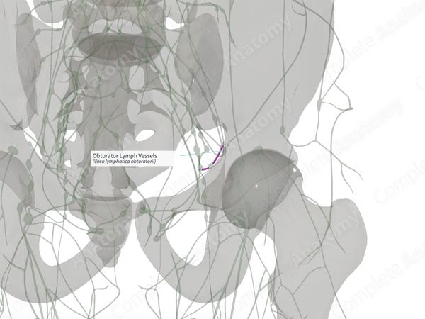 Obturator Lymph Vessels (Right)